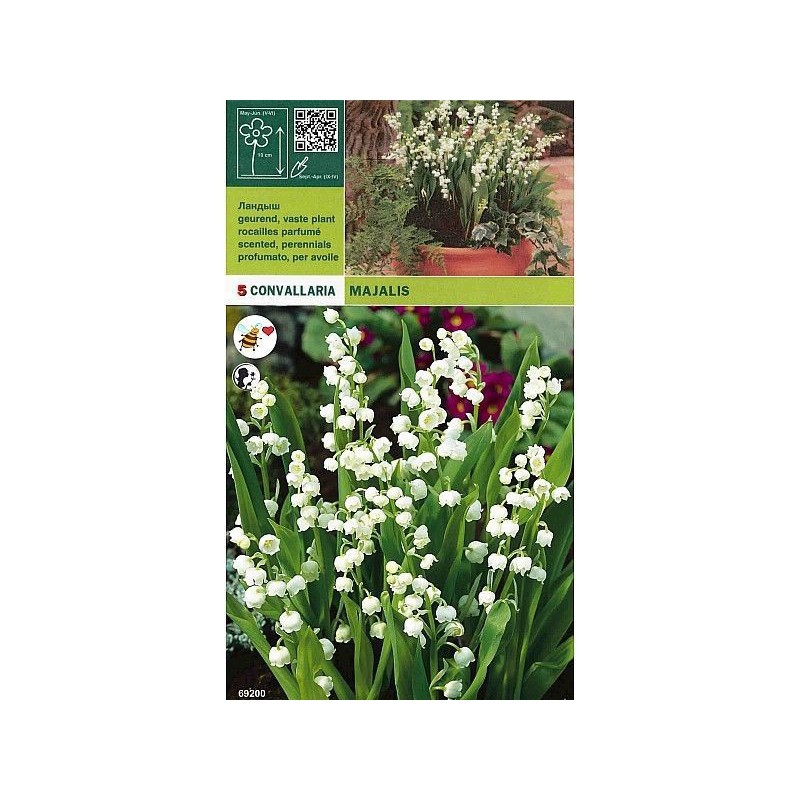 Convallaria majalis 5 bulbs Convallaria majalis 5 bulbs