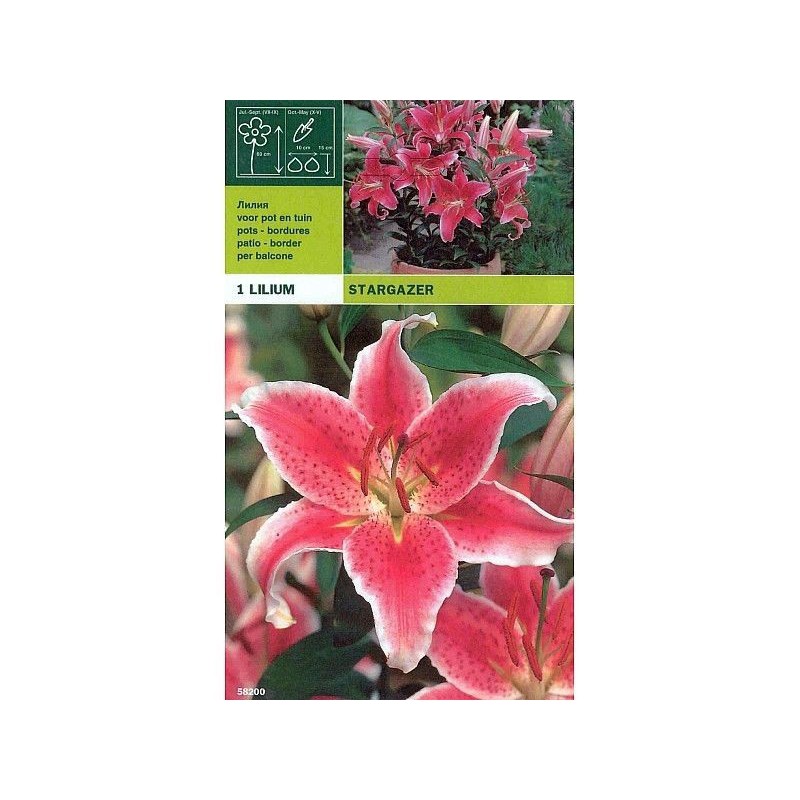 Lillium orientalischer Sternengucker 1 Glühbirne