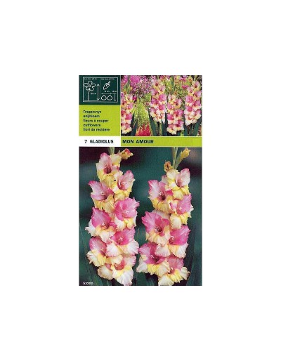 Gladiolus mon amour 7 bulbi