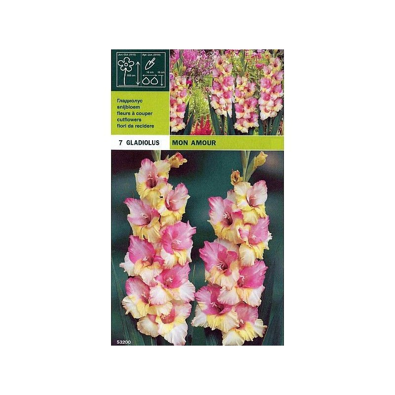 Gladiolus mon amour 7 bulbi