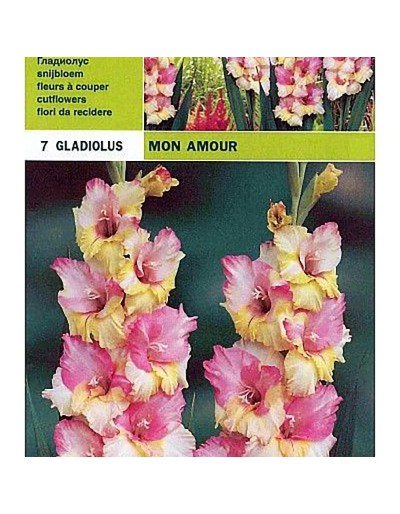 Gladiolus mon amour 7 lâmpadas