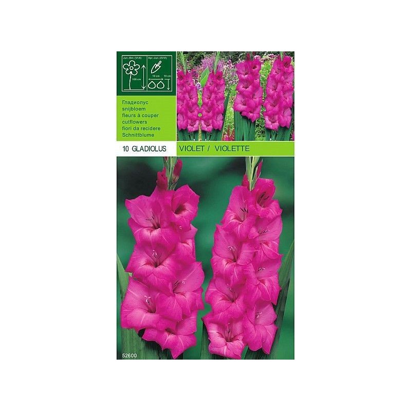 Gladiolus violeta 10 bombillas