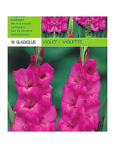Gladiolus violet 10 bulbes