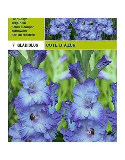 gladioli cote d&#039;azur 7 bulbs