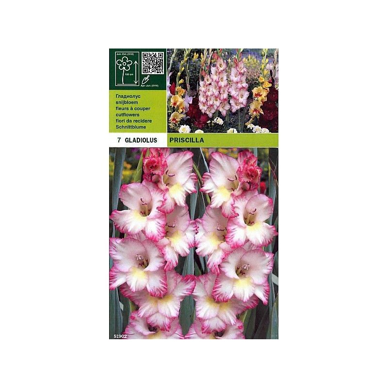 Gladiolus priscilla 7 glödlampor