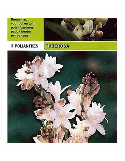 Tuberous polianthus 3 bulbes