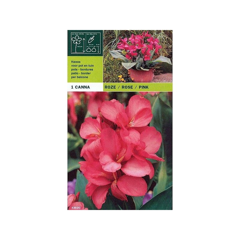 Cane rosa 1 Glühbirne Cane rosa 1 Glühbirne
