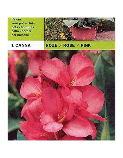 Bulbe rose de canne 1