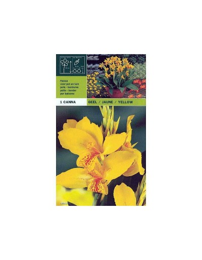 Canna yellow 1 bulbo