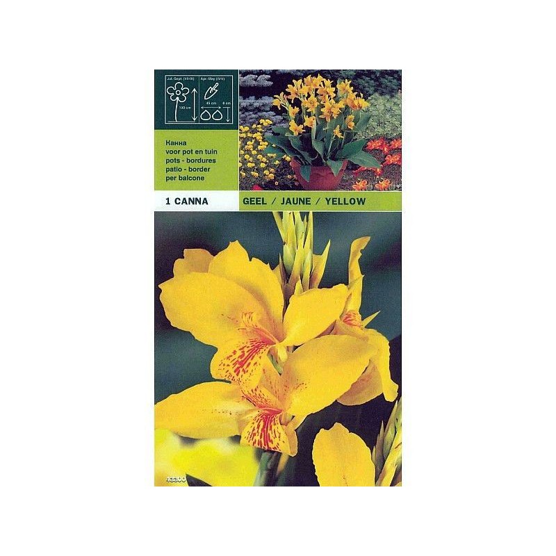 Canna yellow 1 bulbo