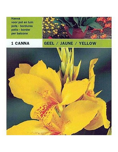 Canna yellow 1 bulbo