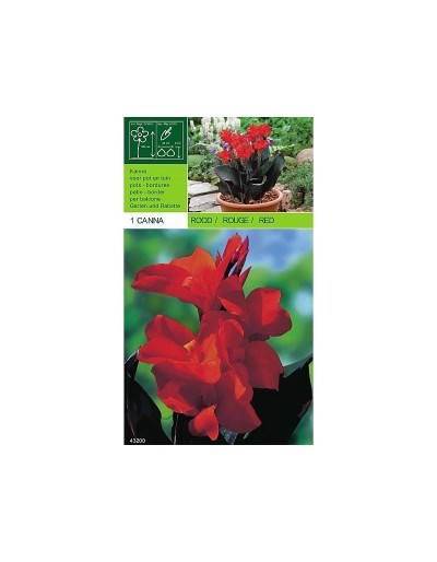 Red cane 1 bulb