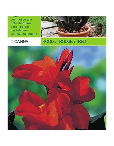 Canna red 1 bulbo