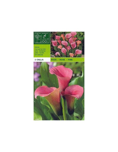 Calla rosa 1 Glühbirne