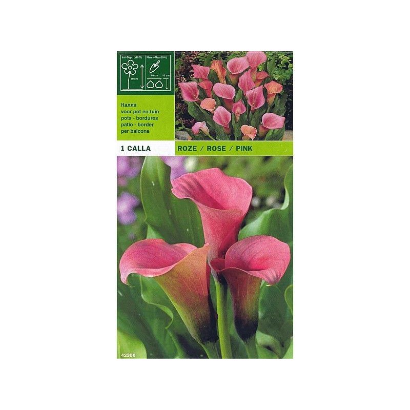 Calla pink 1 bulb Calla pink 1 bulb