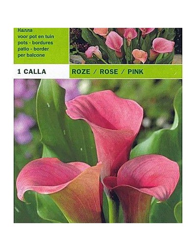 Calla pink 1 bulb