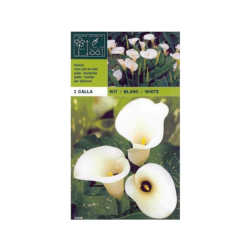 Calla white 1 bulb Calla white 1 bulb