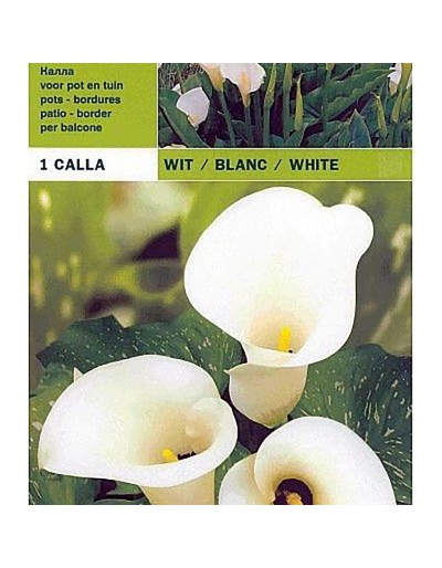 Calla weiß 1 Glühbirne