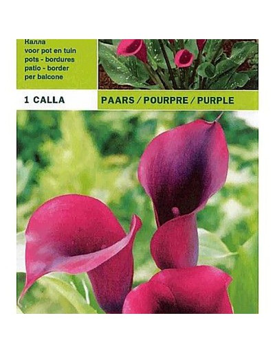 Calla lila 1 Glühbirne