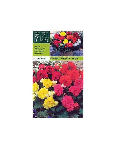 Begonia double mix 5 bulbs