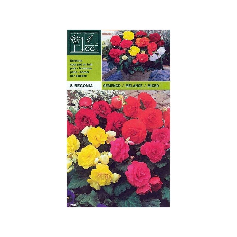 Begonia double mix 5 bulbs