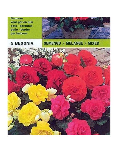 Begonia dubbelmix 5 lökar