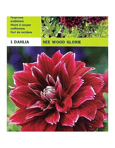 Dahlia decorative see wood glory 1 bulbo