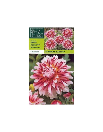 Dahlia decorative caribbean fantasy 1 bulb