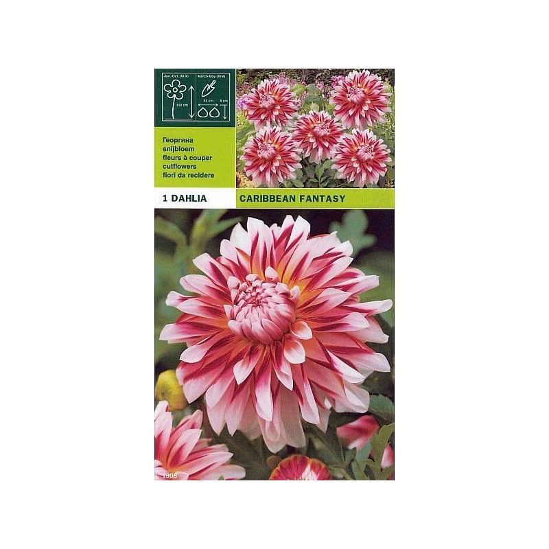 Dahlia decorativo caribe fantasía 1 bombilla