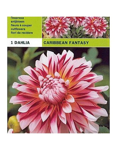 Dahlia decorativa caribenha fantasia 1 bulbo