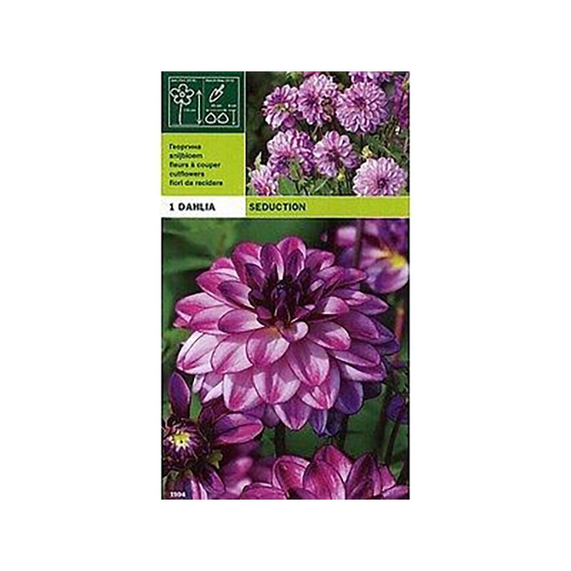 Dahlia dekorative Verführung 1 Glühbirne