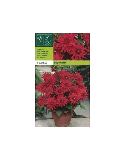 Dahlia fronteira porco vermelho 1 bulbo