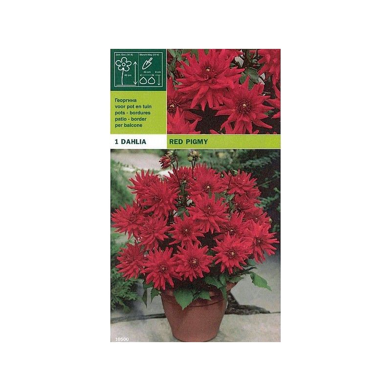 Dahlia fronteira porco vermelho 1 bulbo