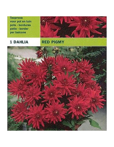 Dahlia fronteira porco vermelho 1 bulbo