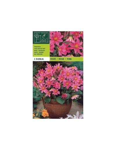 Dahlia topmix pink 1 bulbo