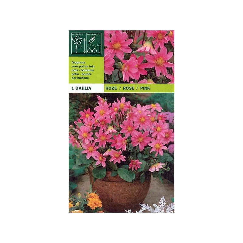 Dahlia topmix pink 1 bulbo