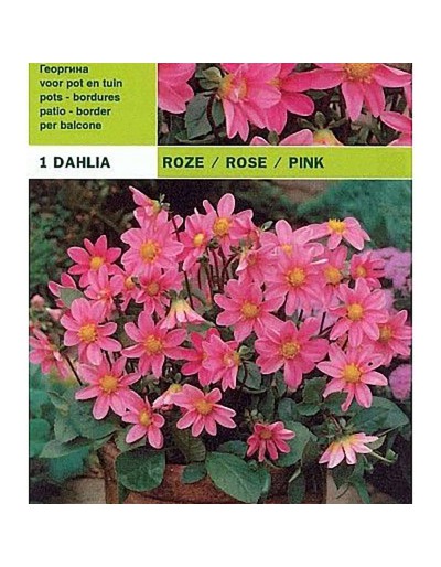 Dahlia Topmix rosa 1 Glühbirne
