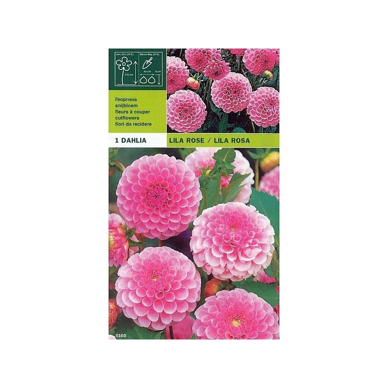 Dahlia pompom lilac pink 1 bulb