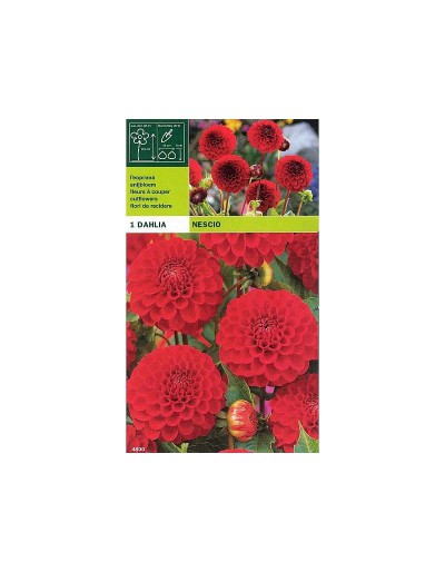 Dahlia pompom nescio 1 bulbo