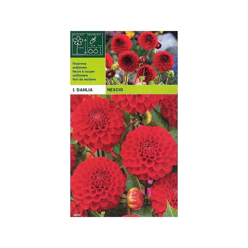 Dahlia pompom nescio 1 bulbo