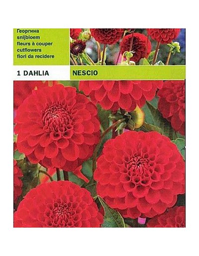 Dahlia pompom nescio 1 bulbo