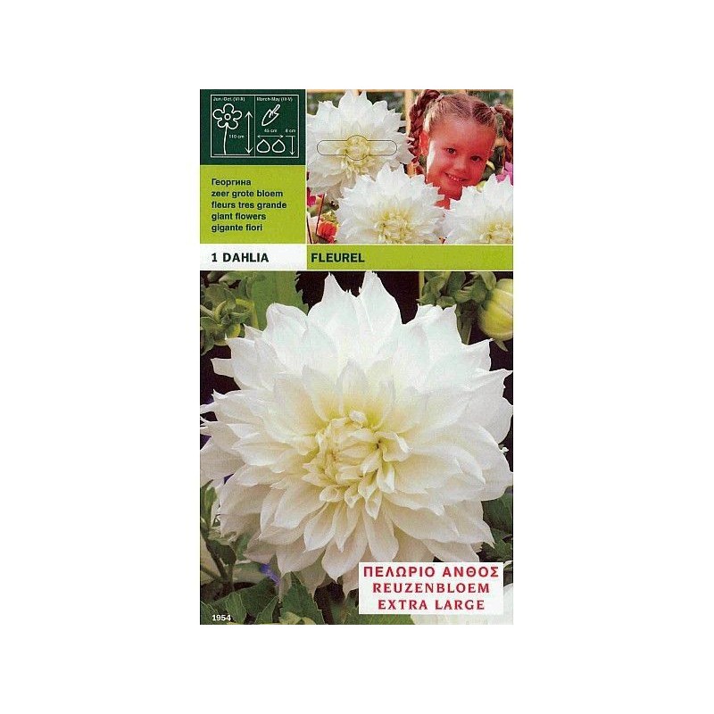 Dahlia-Dinnerplate Fluerel 1 Glühbirne Dahlia-Dinnerplate Fluerel 1 Glühbirne