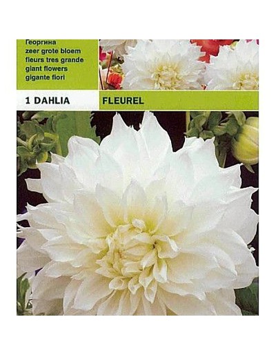 Dahlia-Dinnerplate Fluerel 1 Glühbirne