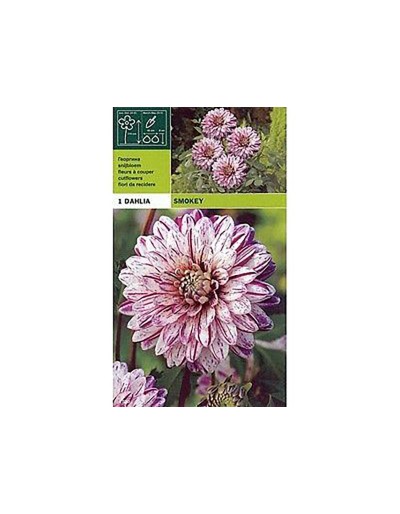 Dahlia decorativa fumaça 1 lâmpada