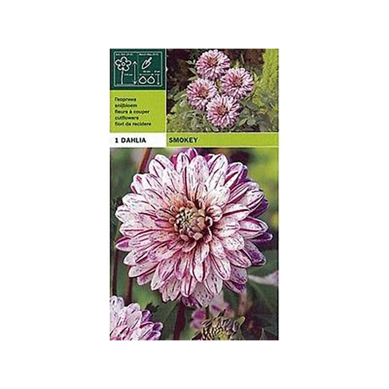 Dahlia decorativa fumaça 1 lâmpada