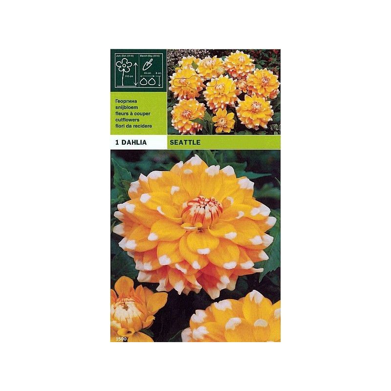 Dahlia decorative seattle 1 bulbo