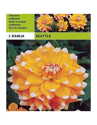 Dekorativ dahlia seattle 1 glödlampa