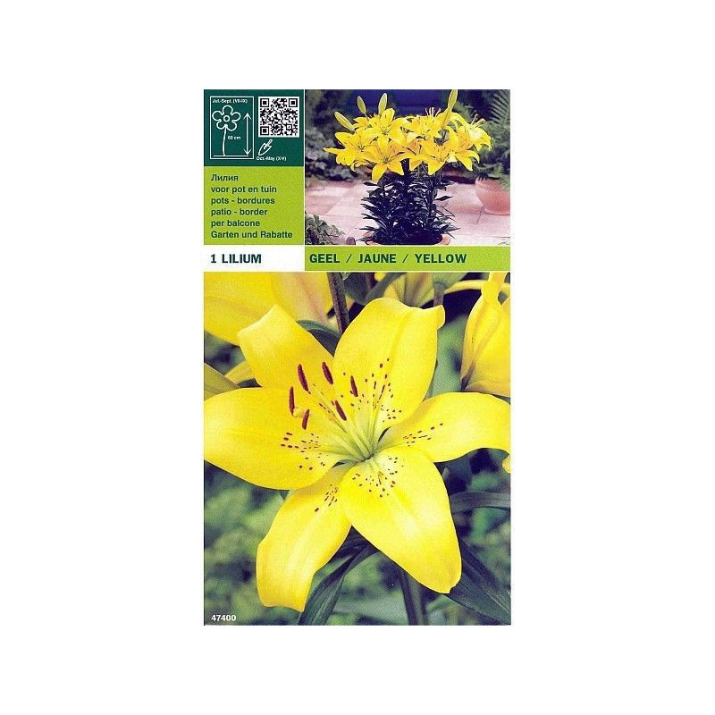 Lillium asian yellow 1 bulb