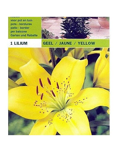 Lillium asiatisch gelb 1 Glühbirne