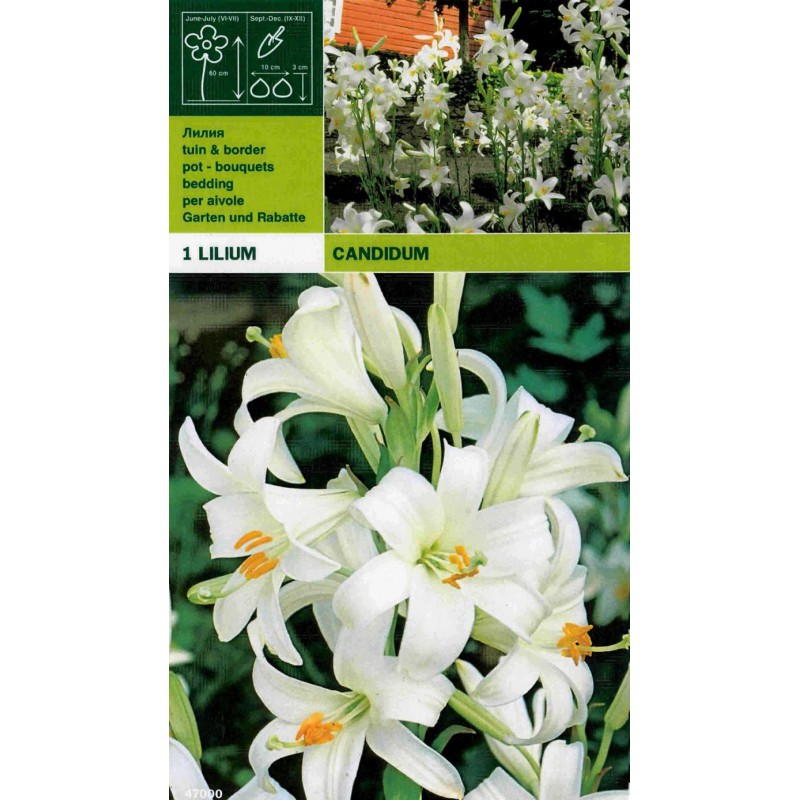 Lillium candidum 1 peça